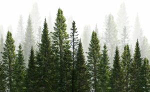 dark green straight trees forest on white dark green straight trees forest on white